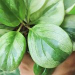 Peperomia: care throughout the seasons