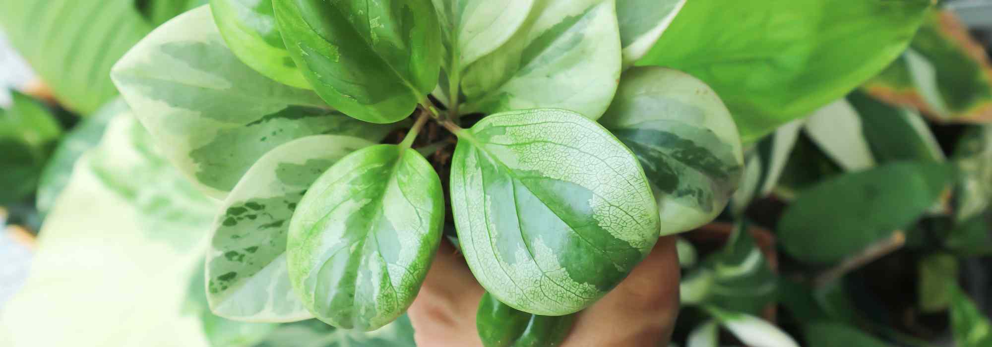 Peperomia: care throughout the seasons