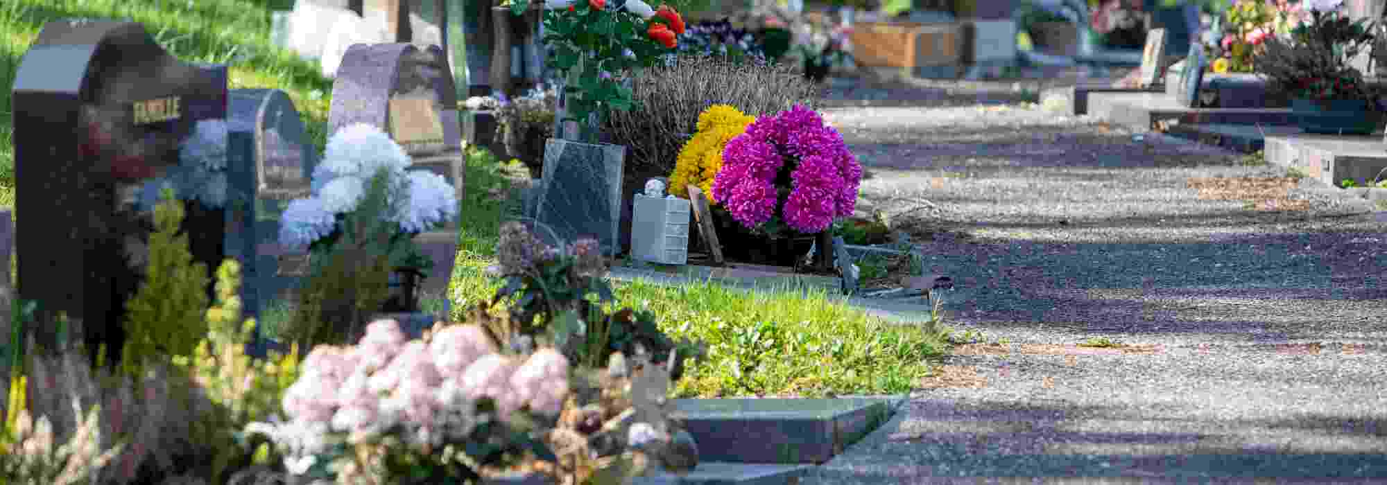 Hardy plants for cemeteries: what to plant in a pot on a grave?