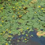 How to clean a pond overrun by water lilies?