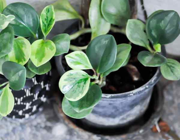 How to repot a Peperomia?