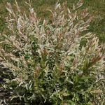 Shrimp tree: how to prevent drying out of its leaves in summer?