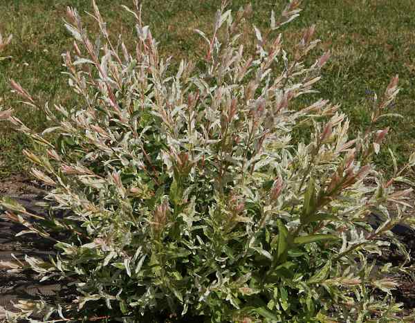 Shrimp tree: how to prevent drying out of its leaves in summer?