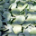 How to sow broccoli, a nutrient-rich vegetable