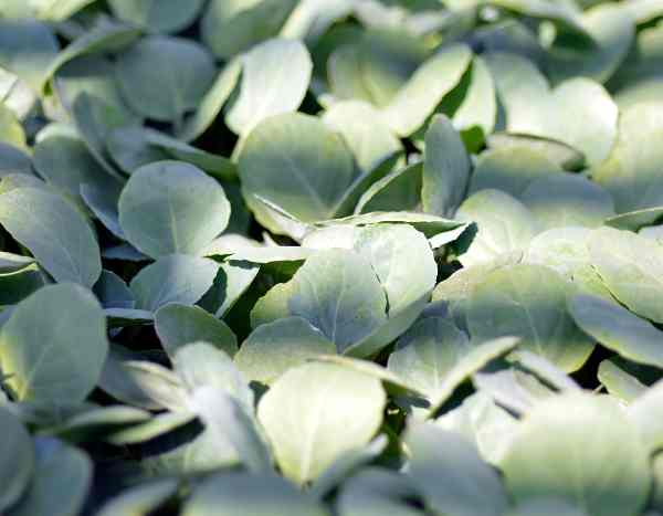 How to sow broccoli, a nutrient-rich vegetable
