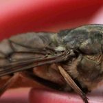 The horse fly, a seasonal and formidable insect