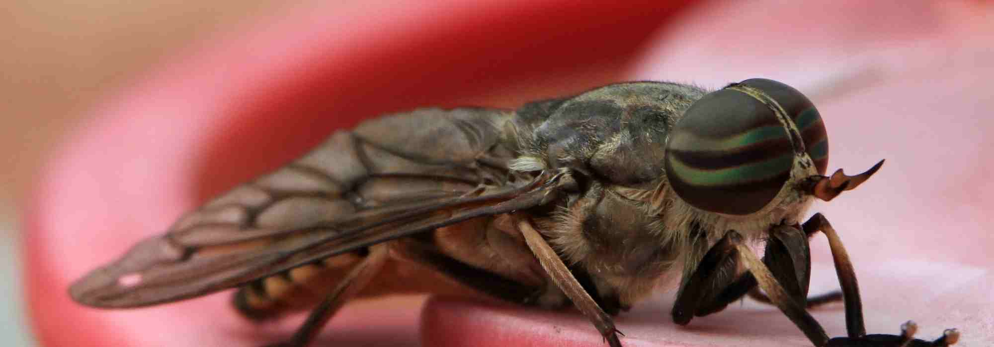 The horse fly, a seasonal and formidable insect