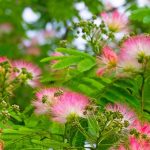 Albizia and dry soils: an ornamental tree adapted to climate change