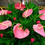 Is your Anthurium no longer flowering? Consider repotting it!