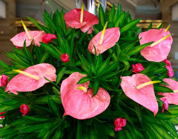 Is your Anthurium no longer flowering? Consider repotting it!
