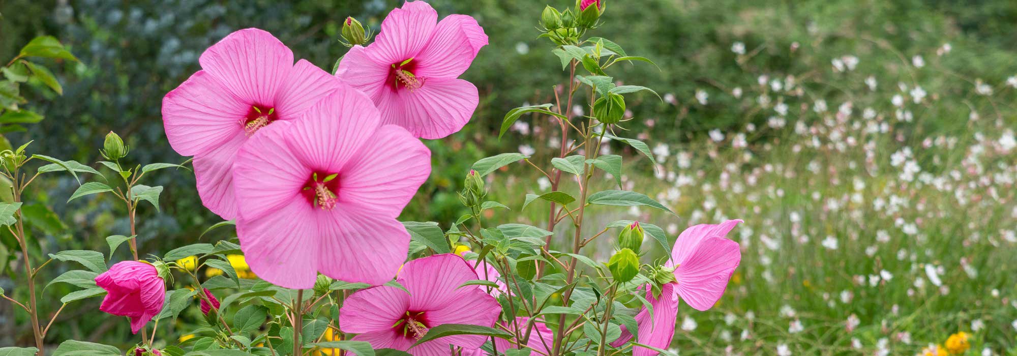 Companion plants for common Rose mallow: 5 ideas for a lush border