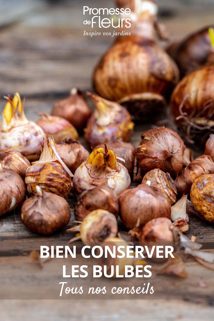 Do you want this translated into French, localised for a British/Irish audience, or expanded into a short product/SEO title or description for WordPress?