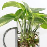 Which plants can be propagated in water?