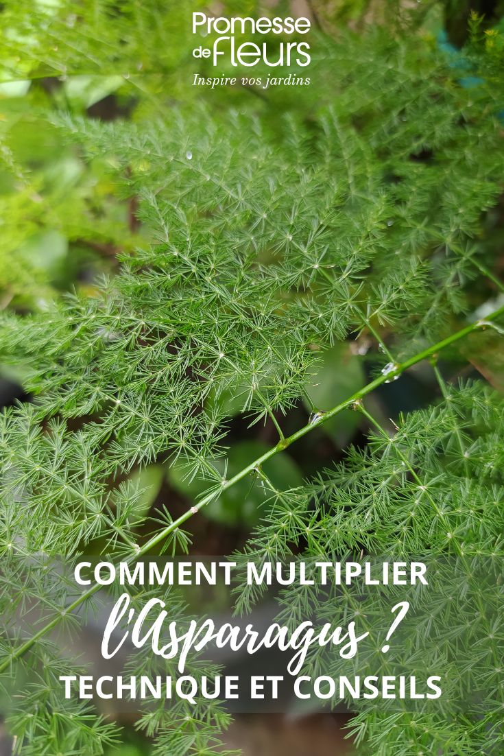 Asparagus leaf