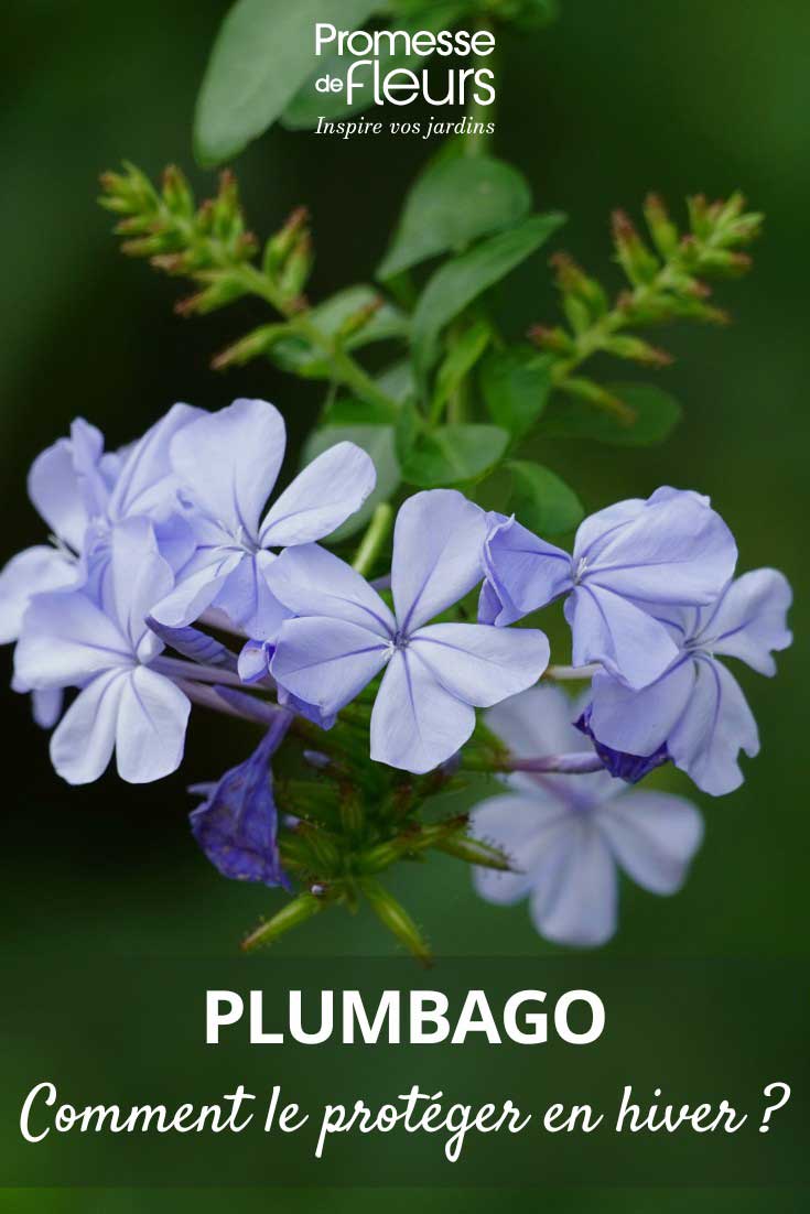 How-to-protect-Plumbago-in-winter
