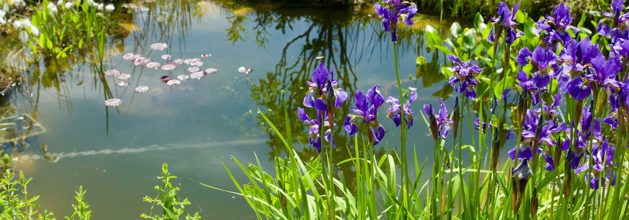 Creating a natural pond without a pump or filter: is it possible?