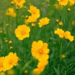 How to divide Coreopsis to rejuvenate and propagate them?