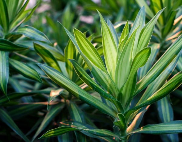 How to propagate Dracaena easily?