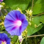 Ipomoea: How to grow successfully in open ground or in pots?