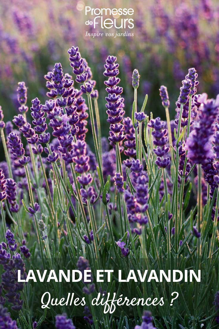 How to distinguish lavender from lavandin?