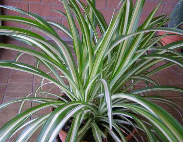 How to propagate spider plant easily?