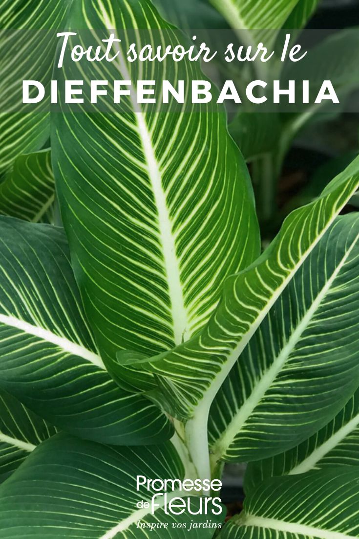 <em>Dieffenbachia</em> Dieffenbachia foliage