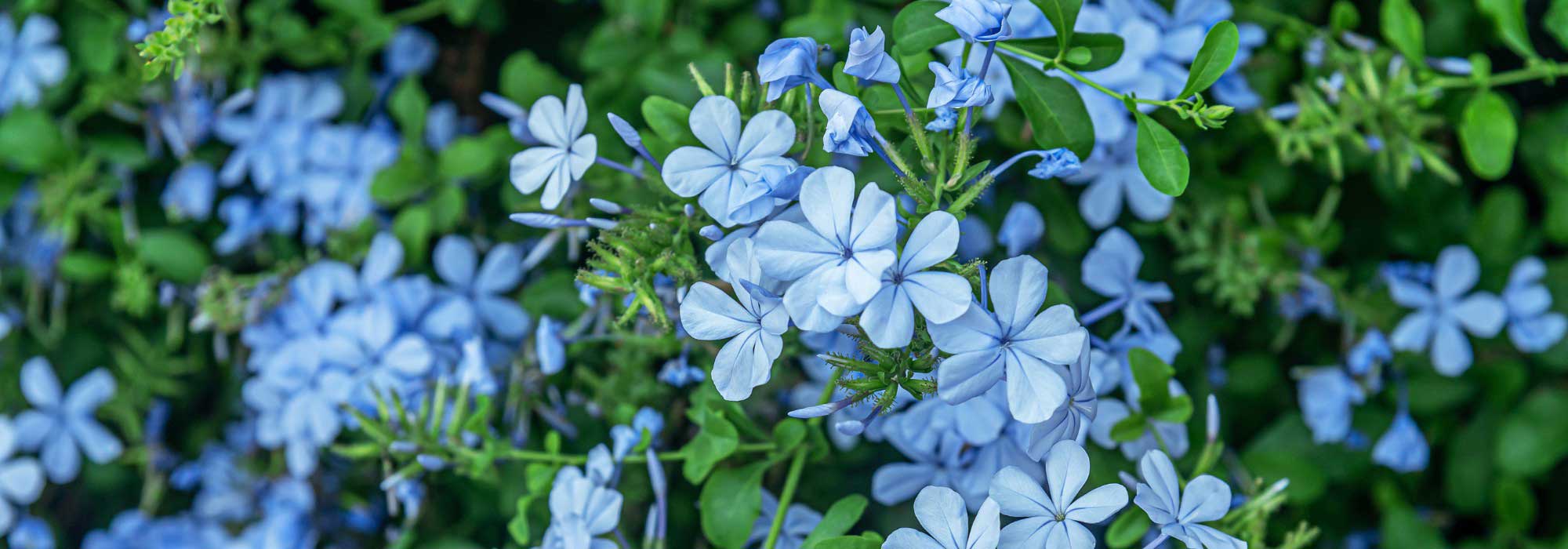 How to protect Plumbago from the cold in winter?