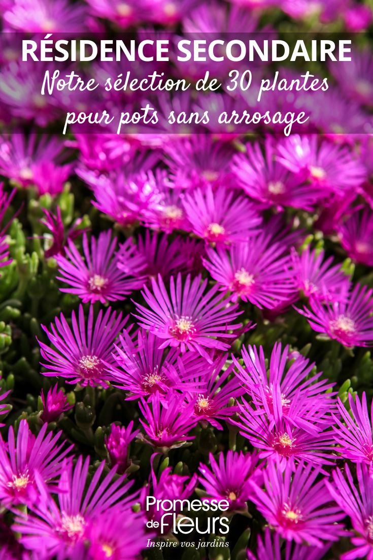 Delosperma