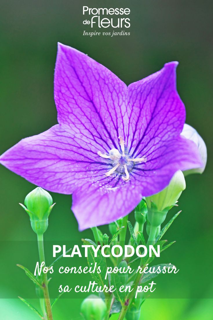 Platycodon flower