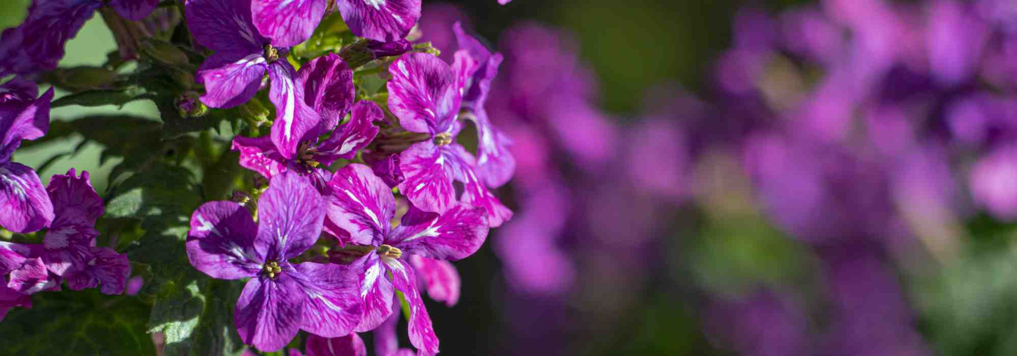 Biennials or autumnal annuals: plant from September in the garden!