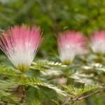 How to sow Albizia to obtain beautiful young plants ?