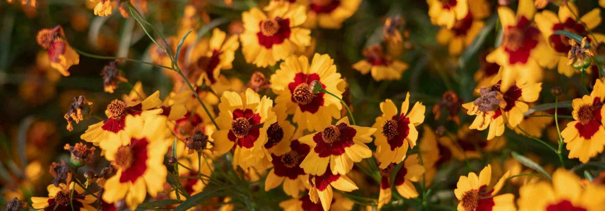 How to grow tickseed in a pot?