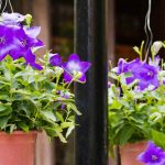 How to grow Platycodon in a pot?