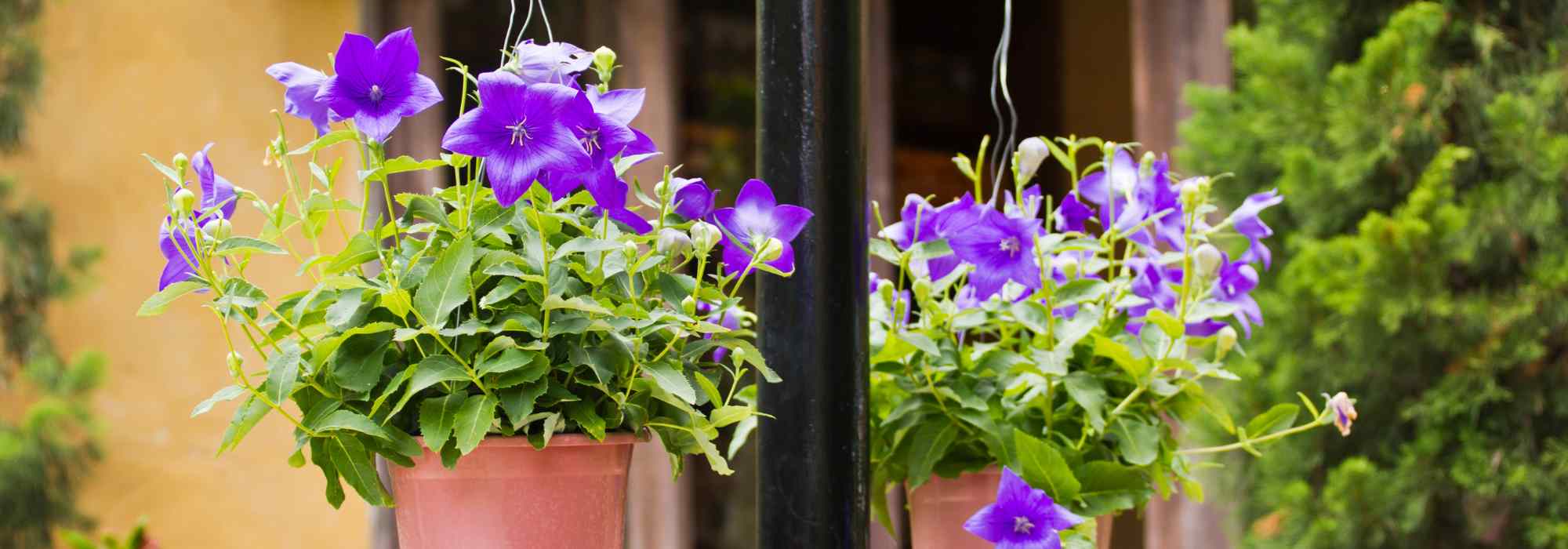 How to grow Platycodon in a pot?