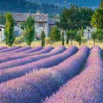 Lavender and lavandin: what are the differences?