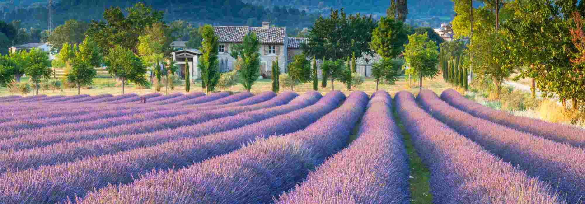 Lavender and lavandin: what are the differences?