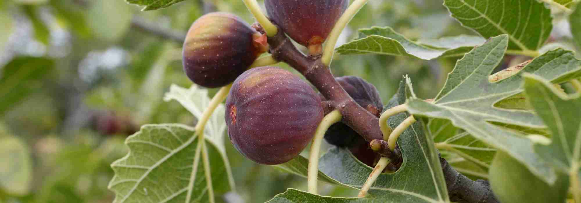 To grow a fig tree in a pot: where, when and how?