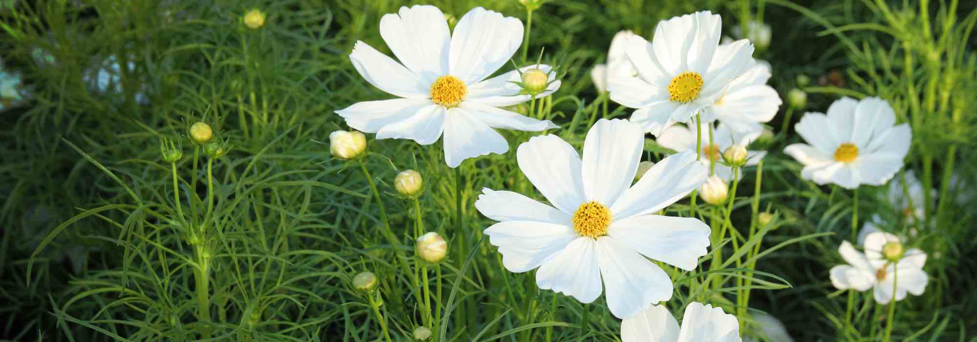 Long-flowering annuals: enjoy colourful flower beds until the first frosts