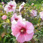 How to grow common Rose mallow in the garden?