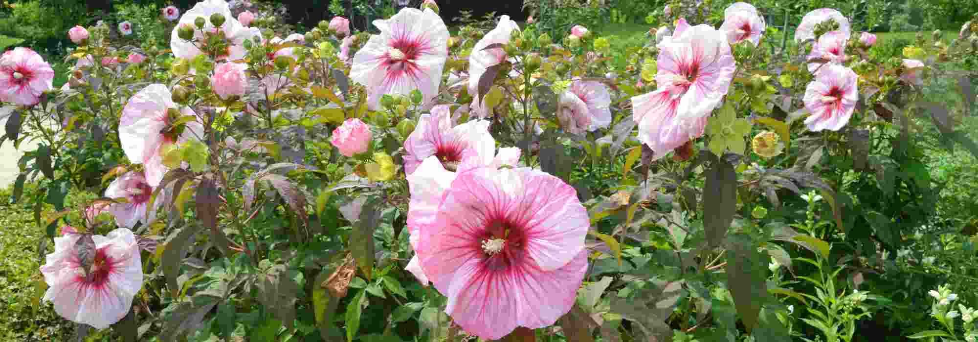 How to grow a common Rose mallow in your garden?