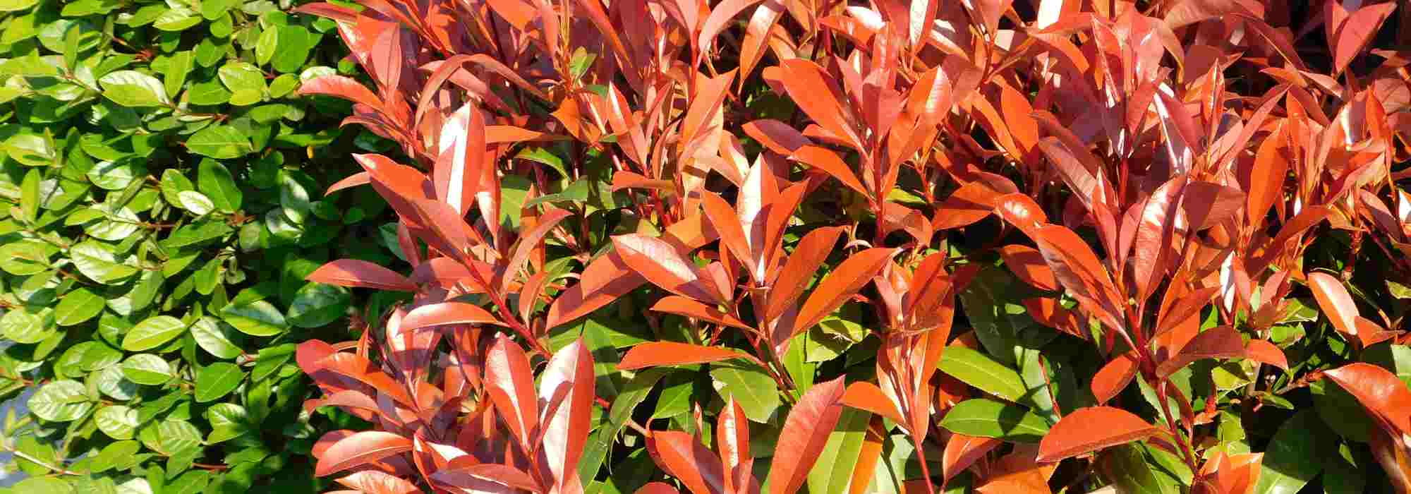 How to enhance Photinia's red colour?