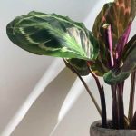 How to easily propagate a Calathea ?