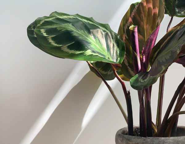 How to easily propagate a Calathea ?