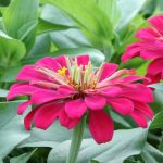 What is an annual plant? Simple definition and essential varieties