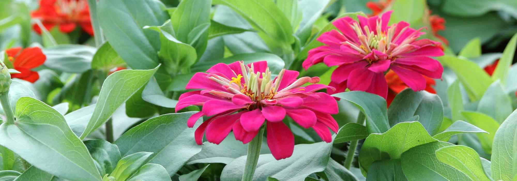 What is an annual plant? Simple definition and essential varieties