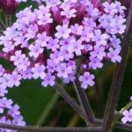 How to successfully plant and care Buenos Aires verbena?