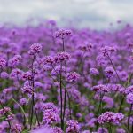 How to harvest and sow Buenos Aires Verbena seeds?