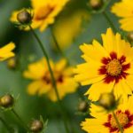 Sow Coreopsis : the easy method for a summer full of flowers