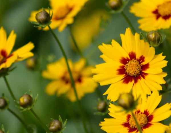 Sow Coreopsis : the easy method for a summer full of flowers