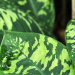 The houseplants you won't see in your neighbour's living room